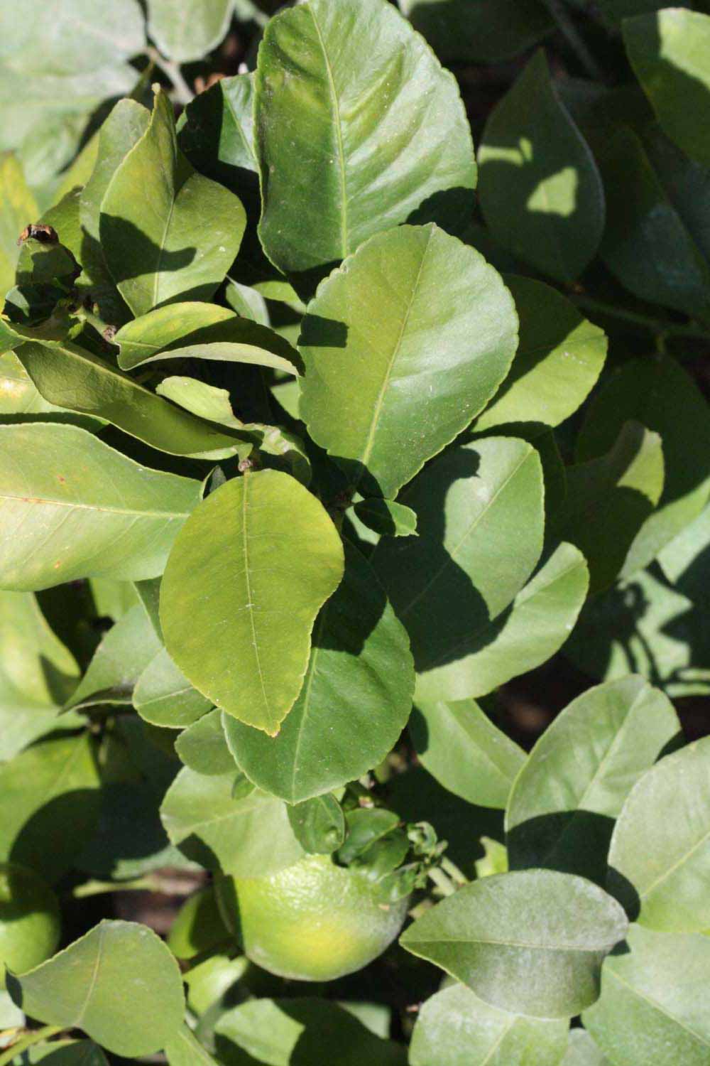              Sun leaves (Riverside, CA)       